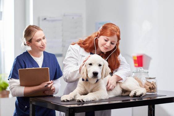 Filing Pet Insurance Claims: Simplifying the Process
